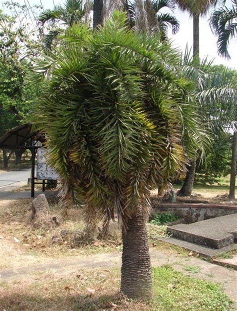 OUR PHILIPPINE TREES: The Hunt for the Voyavoi.